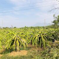 Bán đất có sẵn 100 trụ thanh long tại xã Tân hải - thị xã Lagi - tỉnh Bình Thuận