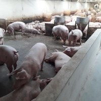 Bán Trang Trại Lợn Tại Thanh Hóa