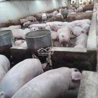 Bán Trang Trại Lợn Tại Thanh Hóa