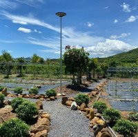 Bán Farm Diên Lâm Diên Khánh Đường Ô Tô Tận Nơi, Giá Rẻ Hơn Đất Khánh Vĩnh