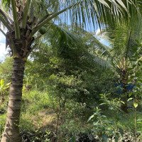 Bán Đất Vườn Sapo Và Dừa Đang Cho Trái