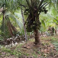 Cần Ban Đất Vườn Đang Trồng Dừa Bến Tre