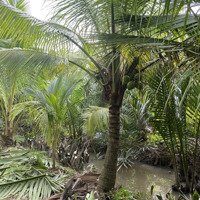Cần Ban Đất Vườn Đang Trồng Dừa Bến Tre