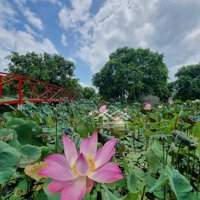 Bán Farm Đã Hoàn Thiện Rất Đẹp Tại Diên Khánh, Giá Rẻ Hơn Giá Đất Khánh Vĩnh