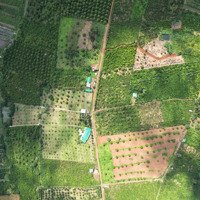 Farm Sầu Riêng Đang Thu, Đất Thổ Cư Ngay Khu Dân Cư