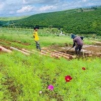 Bán Trang Trại 1,1 Ha Có 200M Ôm Suối Đẹp, Vườn Cây Ăn Trái Thu Mạnh