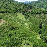 Cho Thuê Đất Trồng Cây Ăn Trái - Cafe - Hoa Màu