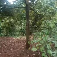 Bán lô đất vườn sầu riêng tại xã Xuân bảo