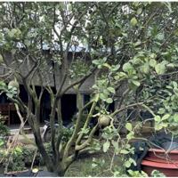 Bán vườn cây đủ các loại cây trái tại Đồng Nai