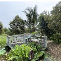 Bán vườn cây đủ các loại cây trái tại Đồng Nai