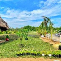 Bán Nhanh Đất Thổ Vườn Tại Thị Trấn Trảng Bàng, Tây Ninh 296M2, Giá Bán 910 Triệu