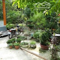 Bán Nhà Vườn 471M2 Ở Đô Thị, Sau Quảng Trường T.x Trảng Bàng.giá 950 Triệu