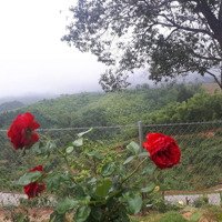 Bán Khu Nghỉ Dưỡng Tại Lâm Đồng, View Đồi - Săn Mây Giá Rẻ