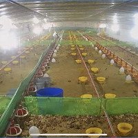 Trang Trại Chăn Nuôi Gà Thịt 23000M2 Tại An Minh, Tỉnh Kiên Giang