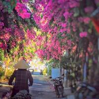 Chỉ 28 tr/m2 (2,688 tỷ) đất đường Bạch Thái Bưởi, Hòn Rớ 1, con đường hoa giấy nổi tiếng tại KDC Hòn Rớ, xã Phước Đồng, Nha Trang