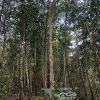 Bán Lô Đất Rừng Mặt Tiền Đường Nhựa Quốc Lộ 14B Nam Giang 3 Hecta