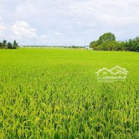 Bán Đất Ruộng Long Thành Nam, Hòa Thành,Tây Ninh,10.929M², 2.5 Tỷ