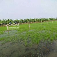 1.000M2 (Có 240M2 Thổ Cư) Cách Nhựa 100M