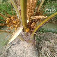Bán Vườn Dừa Malai Đang Cho Trái