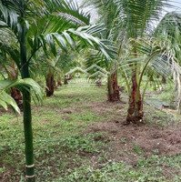 Bán Đất Vườn Dừa