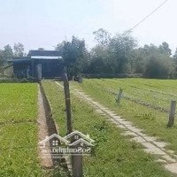 Nhà Vườn Diện Tích : 1270M Trong Sổ Có 300M Đất Ở