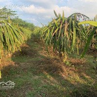 Cần Bán Đất Vườn Thanh Long Ruột Đỏ- Hàm Thạnh (Ráp Danh Hàm Hiệp), Bình Thuận- Giá Ngộp Chính Chủ