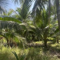 Đất Vườn Dừa, Cây Ăn Trái Đang Thu Hoạch Tại Giồng Trôm