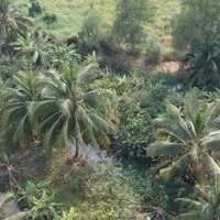 Chính Chủ Cần Bán Đất Cln Có Sổ Đỏ 8000M2 Xã Tân Nhựt Có Sẵn Vườn Dừa