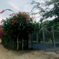 Bán nhà vườn cực đẹp Phước Đồng - Ngang 50m - Đường bê tông 6m - Giá tốt
