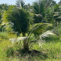 Đất Vườn Dừa Mỹ Chánh, Ba Tri