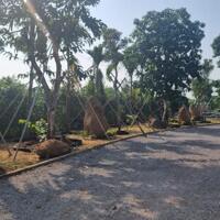 Ra nhanh lô đất vườn gần sông tại Phú Túc . Nằm ngay đường DT763. Ngang 16m.Giá 789 triệu