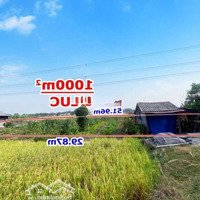 Đất Lúa Qh Thổ, 1000M2, 499 Triệu