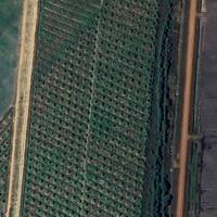 Bán 9.5 mẫu (95.000m2) sầu riêng đang thu hoạch vụ đầu, Ninh Điền, Châu Thành, Tây Ninh | 0931553378 - 0932660780