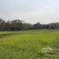 Cần Bán Gấp Đất Vườn Xã Phú An, Thị Xã Bến Cát