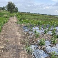 Cần Bán Hơn 2 Công Đất Ruộng Gần Cao Tốc Mỹ Thuận Cần Thơ