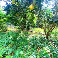 Lô đất 786m/180m đất ở sẵn có nhà cấp 4 và vườn cây ăn quả tại Quốc Oai