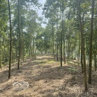 Chủ Gửi Bán 10 Ha Đất Rừng Sản Xuất Tại Cao Sơn, Đà Bắc Hòa Bình