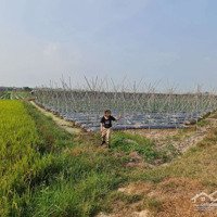 Cần Bán Gấp Gần 6.2 Công Đất Phước Vinh Châu Thành 650 Triệu