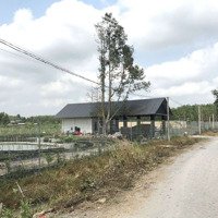 Nhà Vườn Tây Ninh Giá Rẽ 1,1Ha Chỉ 800K/1M2