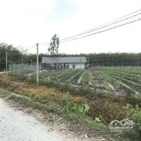 Nhà Vườn Tây Ninh Giá Rẽ 1,1Ha Chỉ 800K/1M2