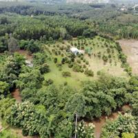 Cần bán vườn cây ăn trái có suối  bao quanh nằm gần hồ Trị An. Giá 420 triệu/sào