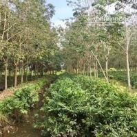 25623m2 đất trồng cây lâu năm xã Phú Hòa Đông, Củ Chi giá 42 tỷ