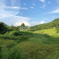 Bán Đất Trồng Cây Dược Liệu Tại Xã Xăm Khoè , Huyện Mai Châu , Hoà Bình Liên Hệ: 0976860660