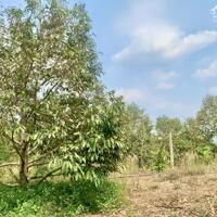 Bán 2héc1 đất trồng sầu riêng DoNa 7 năm tại Hoà Xuân - Buôn Ma Thuột