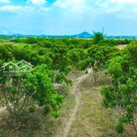Bán Lô Đất Vườn Ninh Hoà Ngang 36,8 M Trên Đất Có Vườn Xoài Giá Rẻ