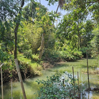Bán Nhà Vườn View Sông Nhánh Xã Bình Hòa Huyện Vĩnh Cửu Đồng Nai-S49