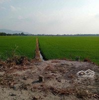 Bán 5 Công Đất Mặt Tiền Đường Tại Lương An Trà