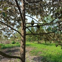 Cần Bán Gấp 1000M2 Vườn Trái Cây Sầu Riêng Tại Đồng Nai