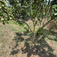 Cách Hương Lộ 2 200m gần trường tiểu học bình lời bán nhà vườn trái cây 4500m2 (100mx45)gồm sẵn 100 gốc sầu riêng và 8 loại trái cây