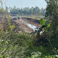 Cần Bán Đất Trồng Cây Lâu Năm Ở Tân Phước, Tiền Giang